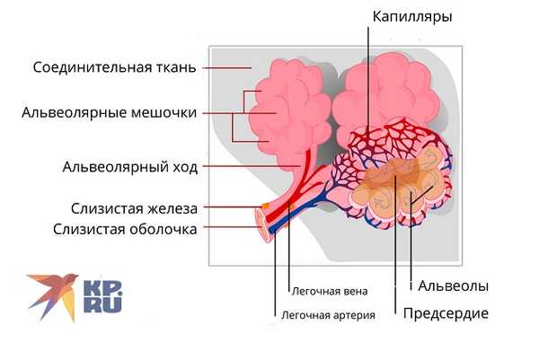 Строение легких
