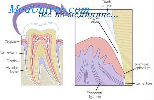 строение пародонта