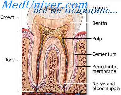 воспаление пародонта