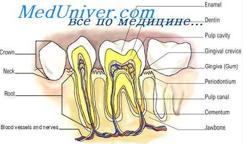 соединение зуба с эпителием
