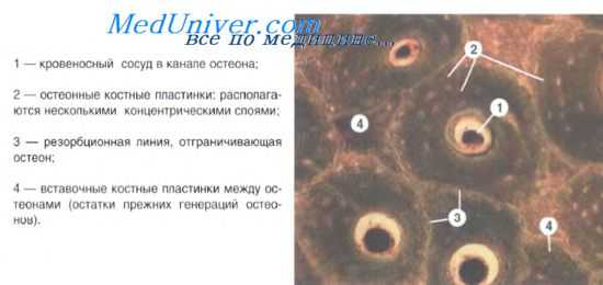 соедининения костей