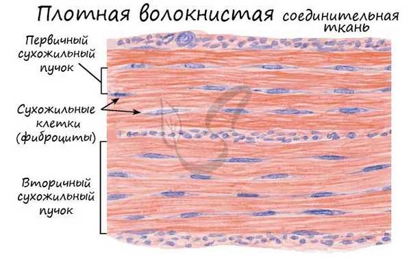 Плотная волокнистая соединительная ткань