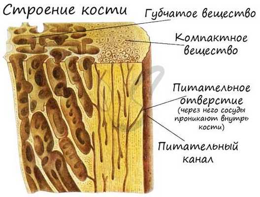 Компактное и губчатое вещество кости