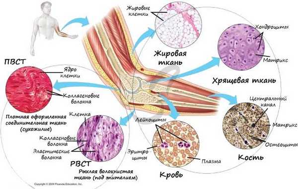 Соединительные ткани