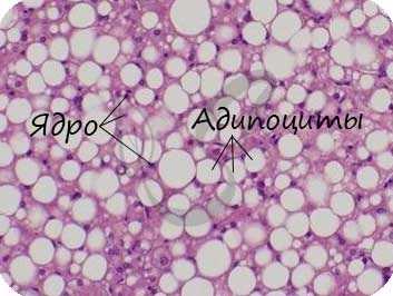 Жировая ткань