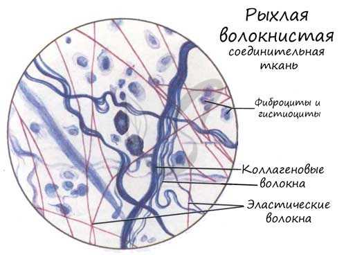 Рыхлая волокнистая соединительная ткань