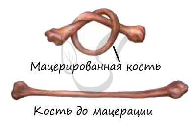 Органические вещества в кости, мацерация кости