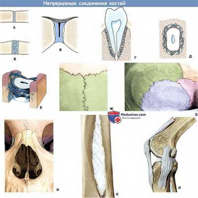 Непрерывные соединения костей (классификация синартрозов)