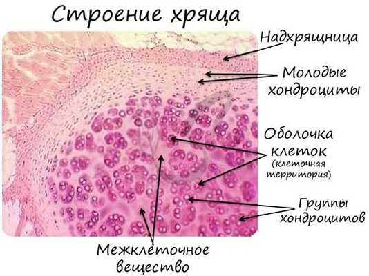 Хрящевая ткань