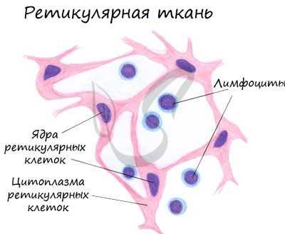 Ретикулярные ткани
