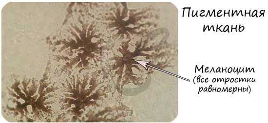Пигментная ткань