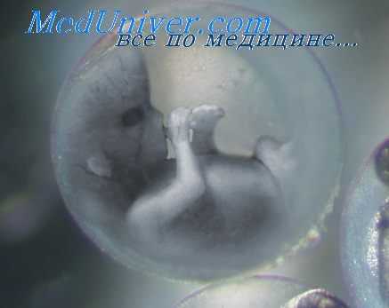 ногти эмбриона