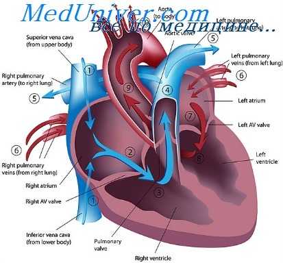 функции сердца