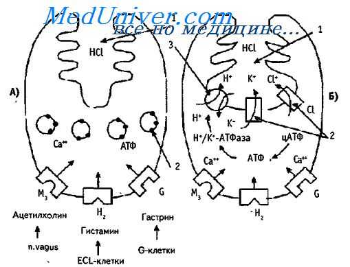 кислота желудка