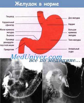Желудок в норме