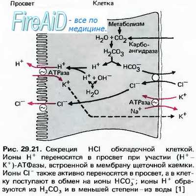 Функции соляной кислоты. Ферменты желудочного сока и их роль в пищеварении.