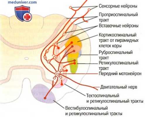 Соматосенсорная обратная связь. Стимуляция спинальных мотонейронов
