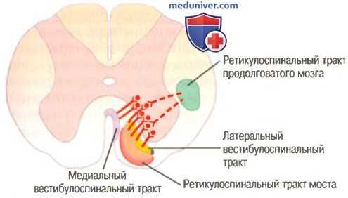 Удержание тела от действия силы тяжести. Ретикулярная система головного мозга