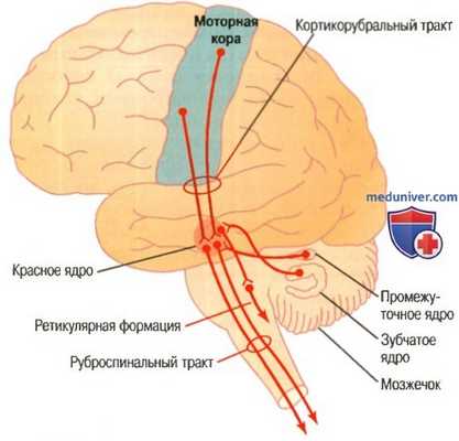 Соматосенсорная обратная связь. Стимуляция спинальных мотонейронов