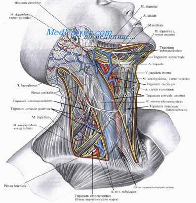 Слои сонного треугольника. Сонный сосудисто-нервный пучок сонного треугольника. Топография сонного сосудисто-нервного пучка