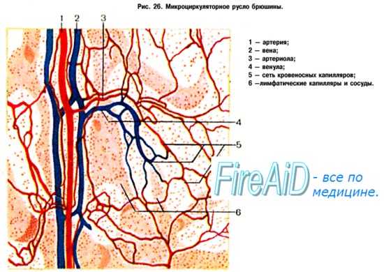 Микроциркуляция ( микрогемодинамика ). Проницаемость капилляров. Стенки капилляров. Типы капиляров.