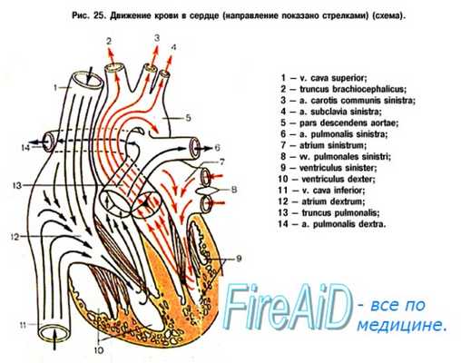 Кровоснабжение легких. Малый круг кровообращения. Интенсивность кровотока в сосудах легкого.