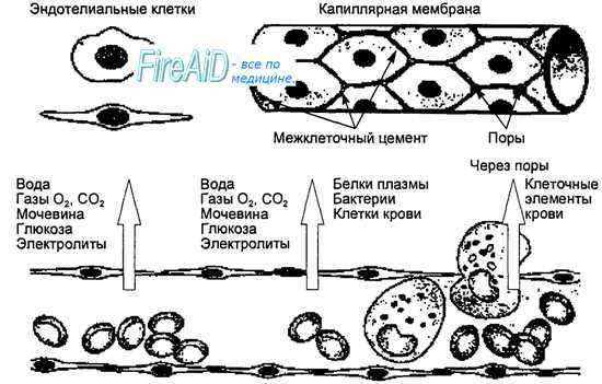Микроциркуляция ( микрогемодинамика ). Проницаемость капилляров. Стенки капилляров. Типы капиляров.