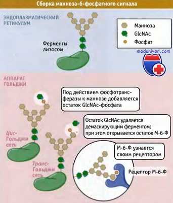 Сборка манноза-6-фосфатного сигнала