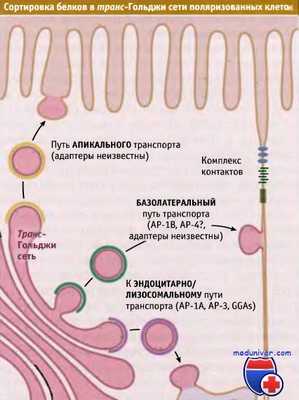 Сортировка белков в транс-Гольджи поляризованных клеткок эпителия