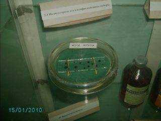 Особенности культивирования анаэробных бактерий