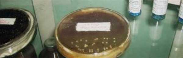 Особенности культивирования анаэробных бактерий