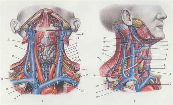 Рис. 8—9. Топография яремных вен. Рис. 8. Вид спереди: 1 — подъязычная кость; 2— щитовидный хрящ; 3 — язычная вена; 4— щитовидная железа; 5 — левая общая сонная артерия; 6 — левая внутренняя яремная вена; 7 — блуждающий нерв; 8 — средняя щитовидная вена; 9 — передние яремные вены (отсечены); 10 — левая наружная яремная вена (отсечена); 11 — плечевое сплетение; 12— левая подключичная вена; 13 — левая плечеголовная вена; 14 — нижняя щитовидная вена; 15— плечеголовной ствол; 16 — плечеголовная вена; 17 — правая подключичная артерия; 18 — правая наружная яремная вена; 19 — правая внутренняя яремная вена; 20 — грудино-ключично-сосцевидная мышца (отсечена). Рис. 9. Вид сбоку: 1 — лицевая вена; 2 — язычная вена; 3 — подъязычная кость; 4 — верхнее брюшко лопаточно-подъязычной мышцы; 5 — правая внутренняя яремная вена; 6 — правая передняя яремная вена; 7 — левая передняя яремная вена; 8— яремная венозная дуга; 9 — левая плечеголовная вена; 10— плечеголовной ствол; 11 — правая плечеголовная вена; 12 — поперечная вена шеи; 13— надлопаточная вена; 14— нижнее брюшко лопаточно-подъязычной мышцы; 15— плечевое сплетение; 16 — правая наружная яремная вена; 17— занижнечелюстная вена; 18— анастомоз между задней ушной и занижнечелюстной венами; 19— задняя ушная вена.