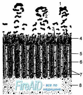 Типы пищеварения. Собственный тип пищеварения. Аутолитический тип.