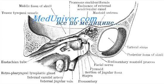 сосцевидный отросток