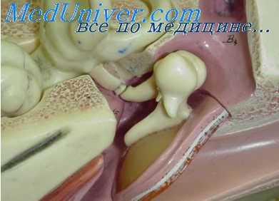 сосцевидный отросток