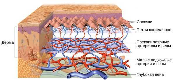 Сосудистая сеть кожи