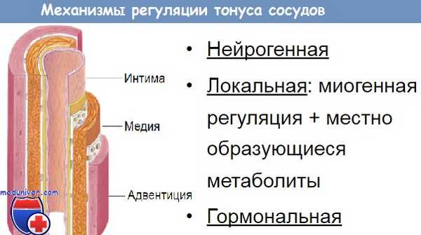 сосудистый тонус
