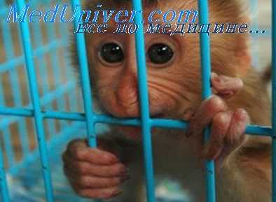 иммобилизационный стресс