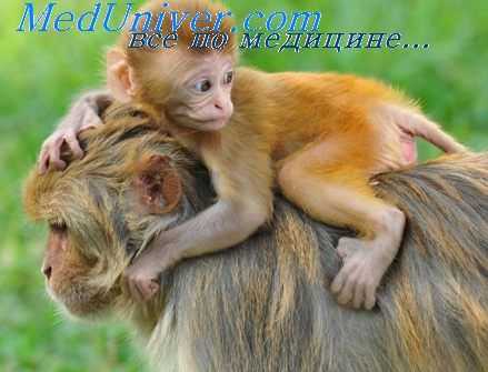 поведение при стрессе