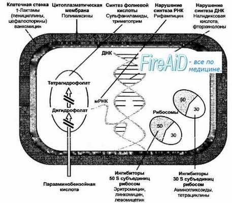 Механизм действия основных группы антибиотиков
