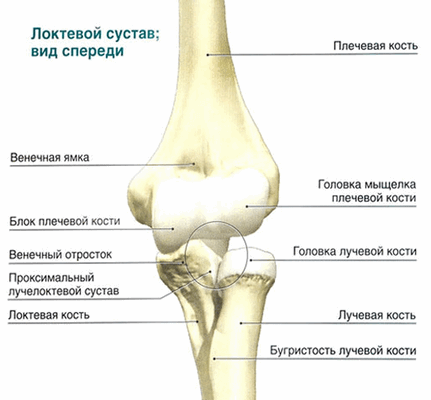 анатомия локтя