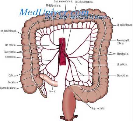 мезентеральный кровоток