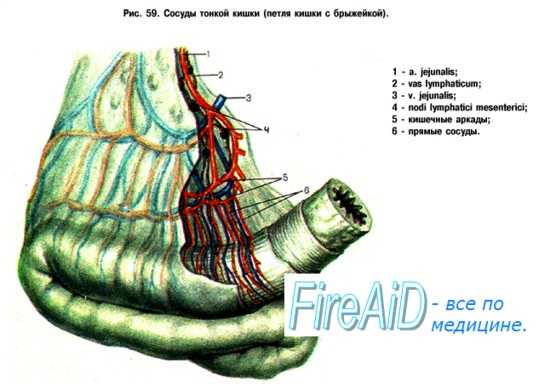 Сосуды тонкой кишки
