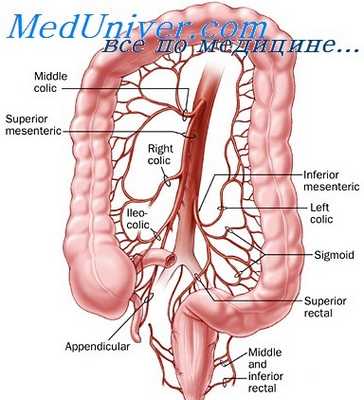 мезентеральный кровоток