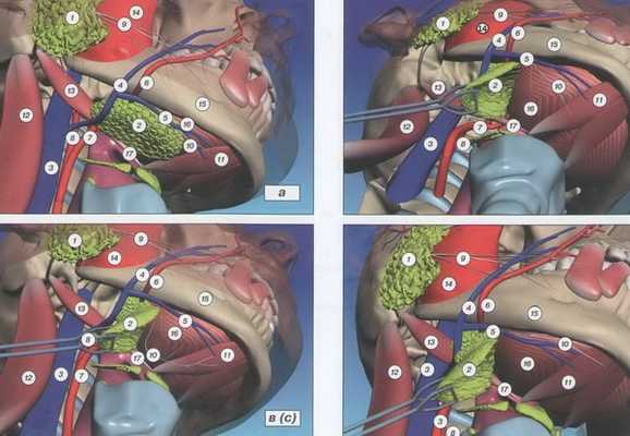 челюстно-подъязычный нерв
