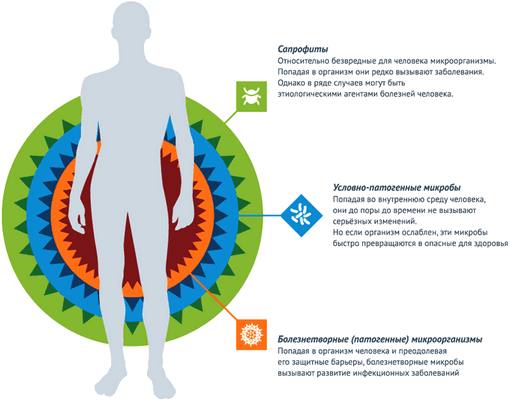 сапрофиты, условно-патогенная и патогенная микрофлора