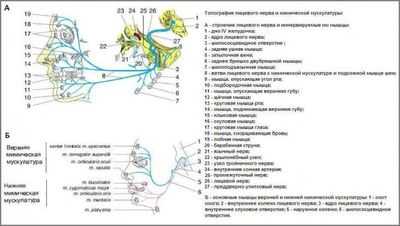 лицевой нерва анатомия