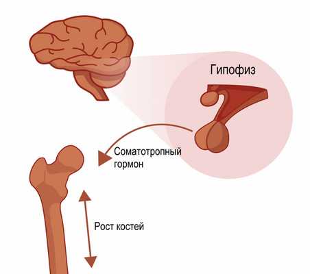 Соматотропный гормон.jpg