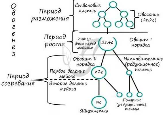 Оогенез