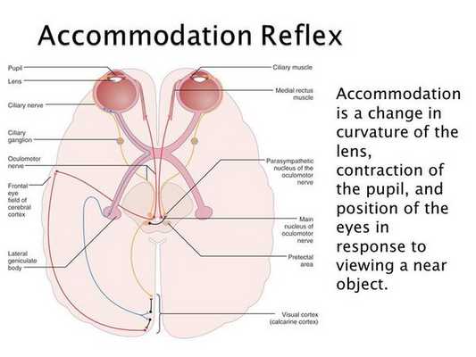 Путь рефлекса аккомодации в ЦНС